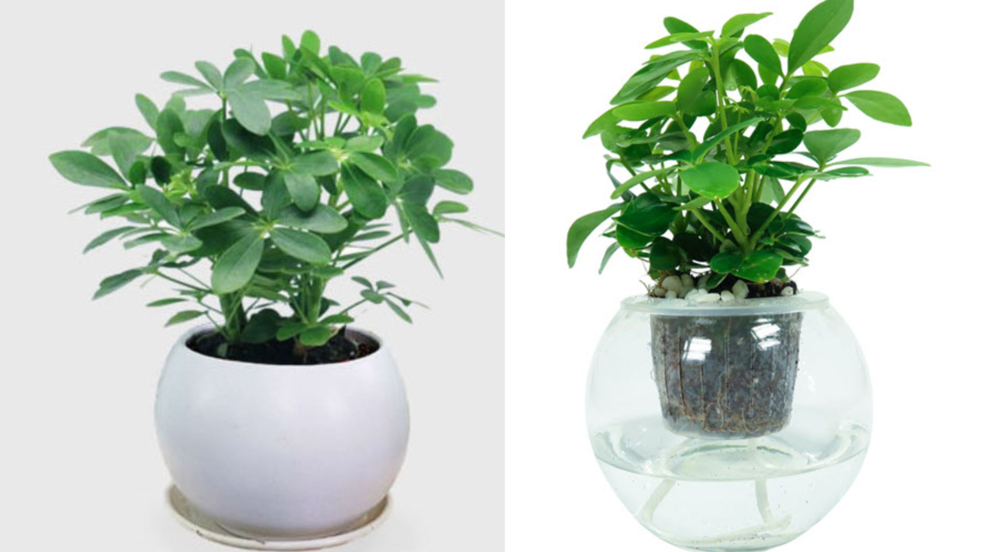 Tổng Quan Về Cây Ngũ Gia Bì